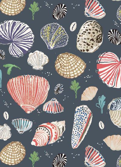 Little Nautilus - NAVY