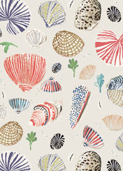 Little Nautilus - SAND