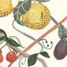Twisted Fruits - Parchment — Pure Linen White / Metre / Crib 5