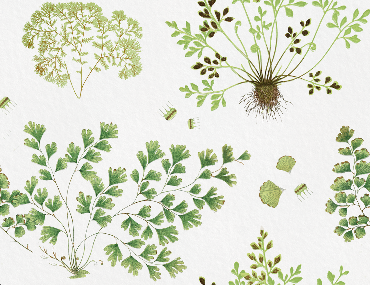 The Fernery - Chalk