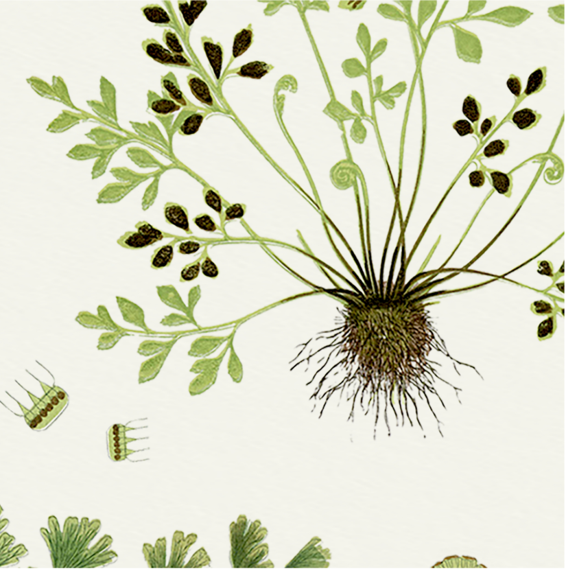 The Fernery - Chalk