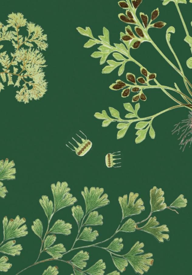 The Fernery - Dark Green
