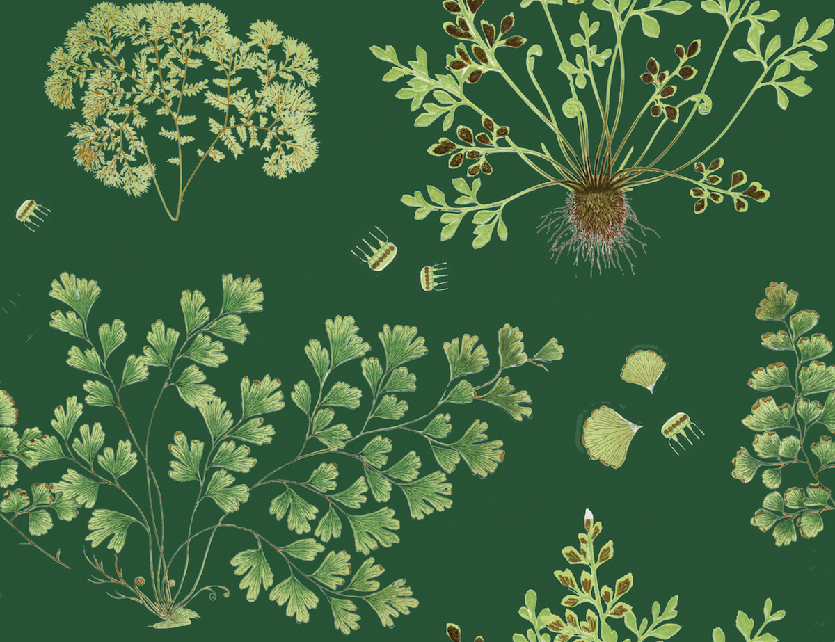 The Fernery - Dark Green
