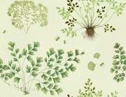 The Fernery - Mint