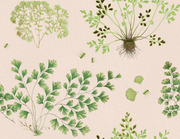 The Fernery - Vintage Pink