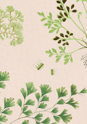 The Fernery - Vintage Pink