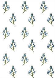 Blue Berry - Chalk