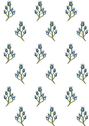 Blue Berry - Chalk