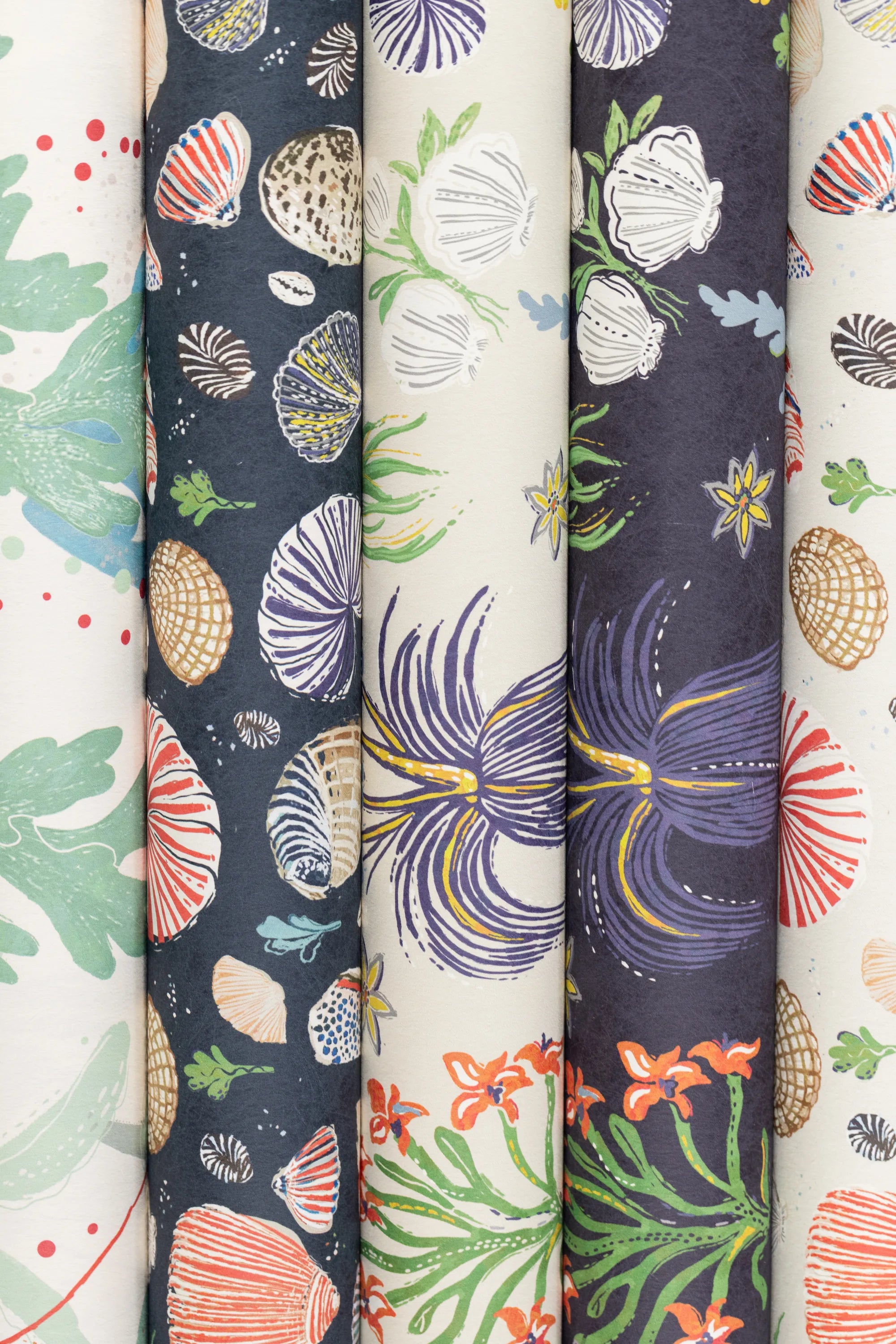 Aster and Cockle - NAVY