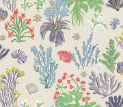 Aster and Cockle - Sand