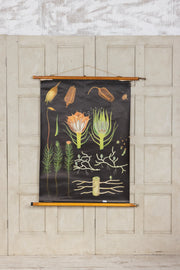 Vintage Life cycle and haircap moss school chart