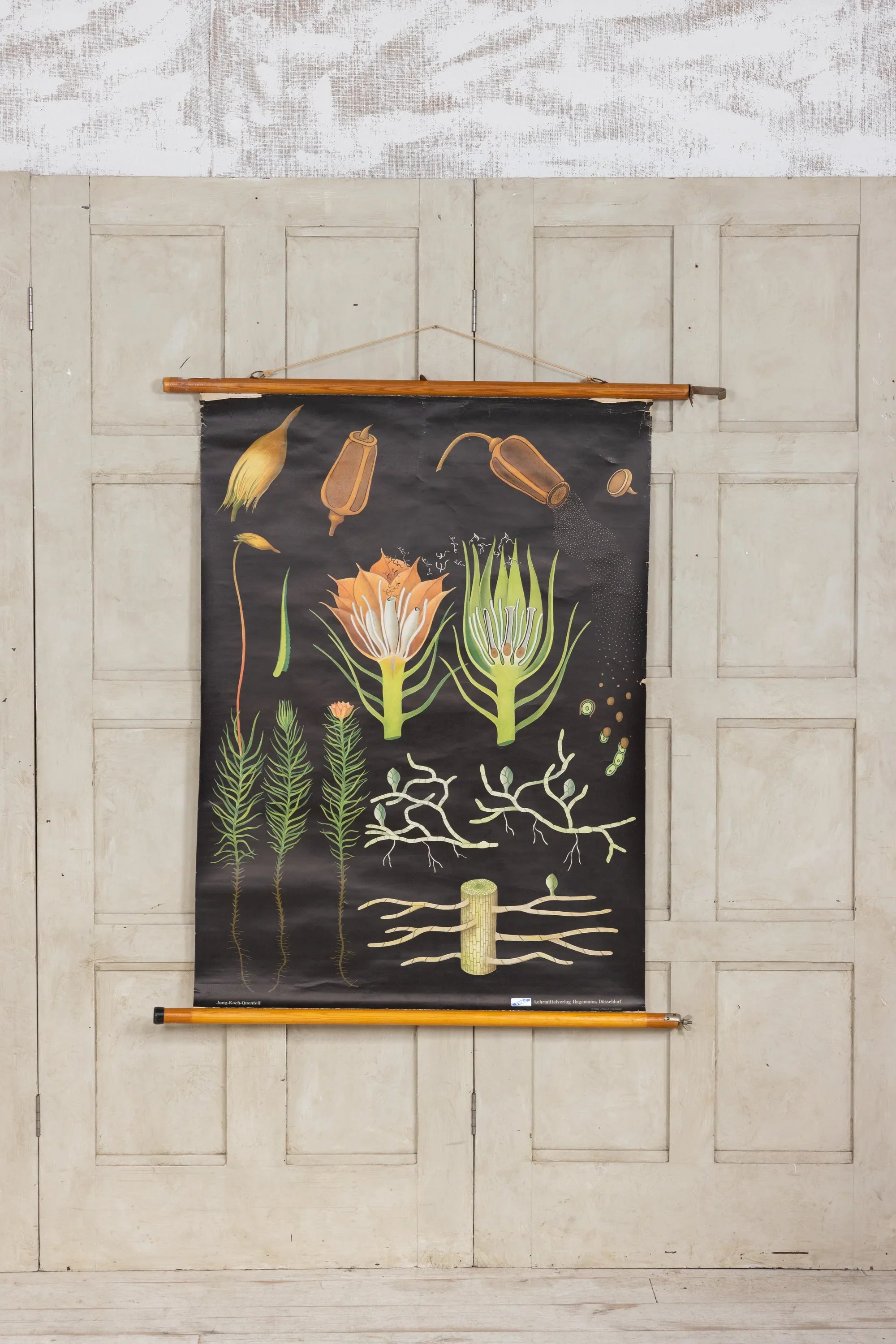 Vintage Life cycle and haircap moss school chart