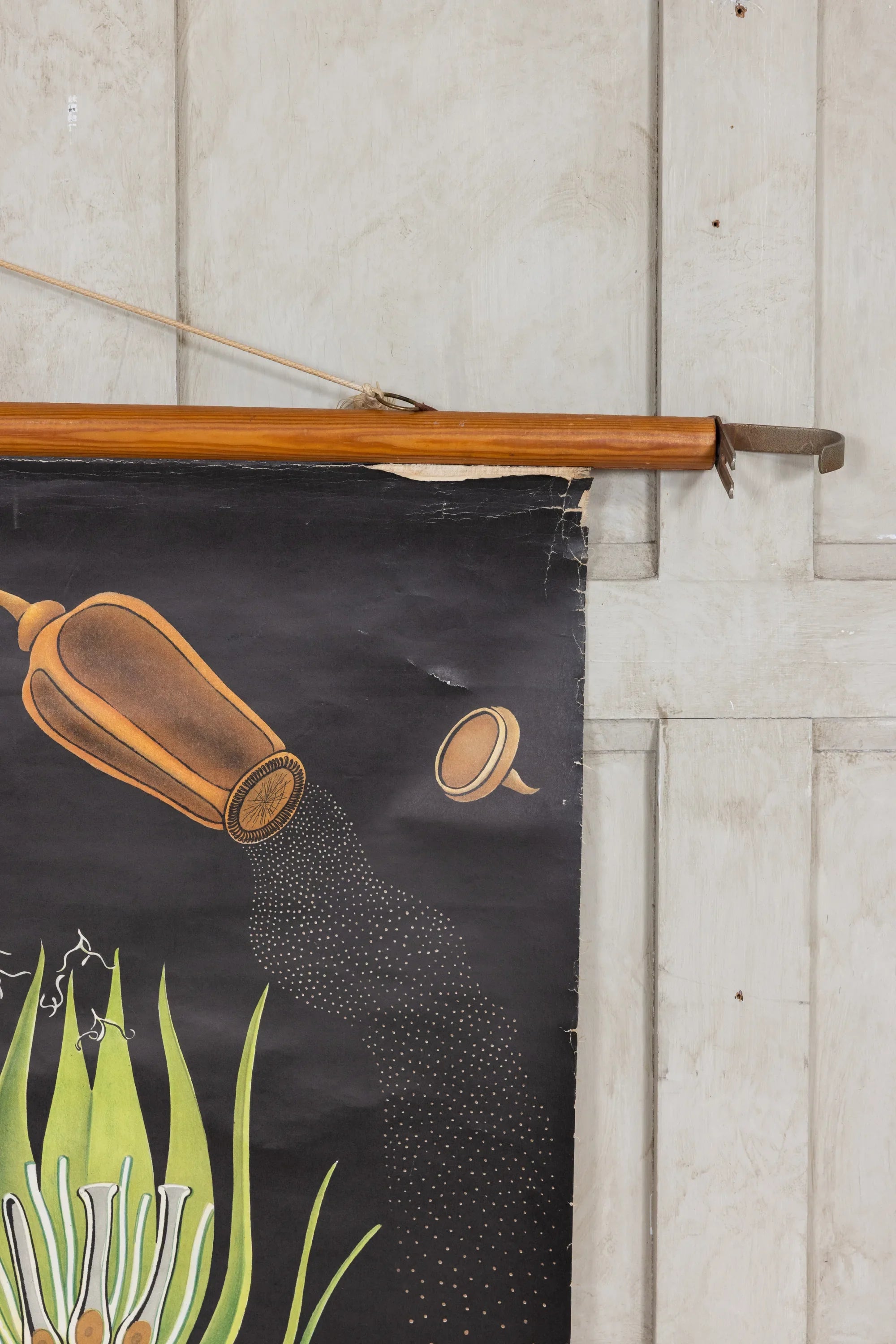 Vintage Life cycle and haircap moss school chart