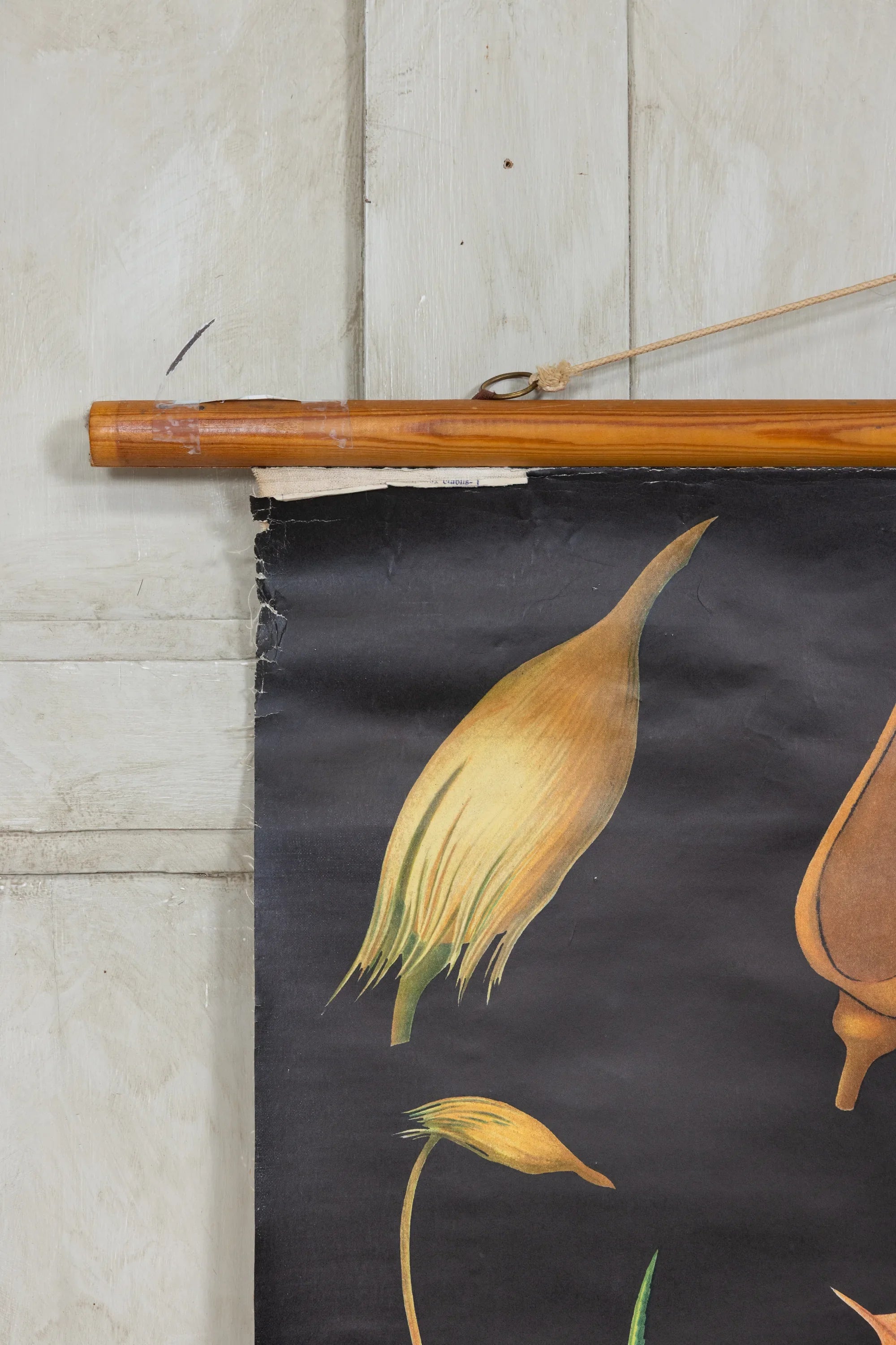 Vintage Life cycle and haircap moss school chart