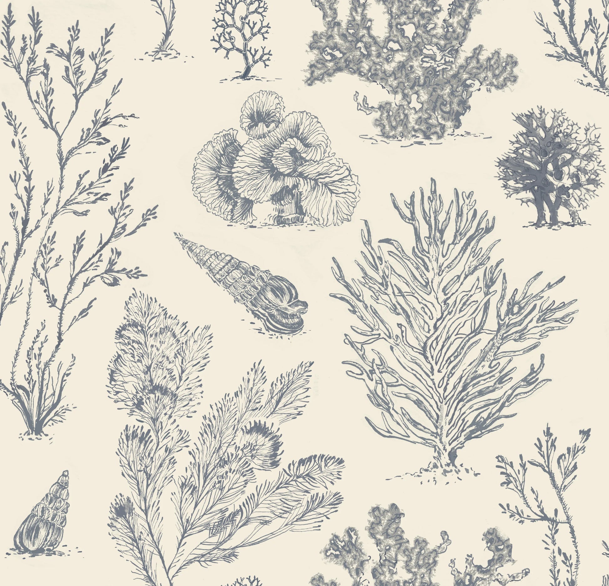 Coral Etchings - CHARCOAL