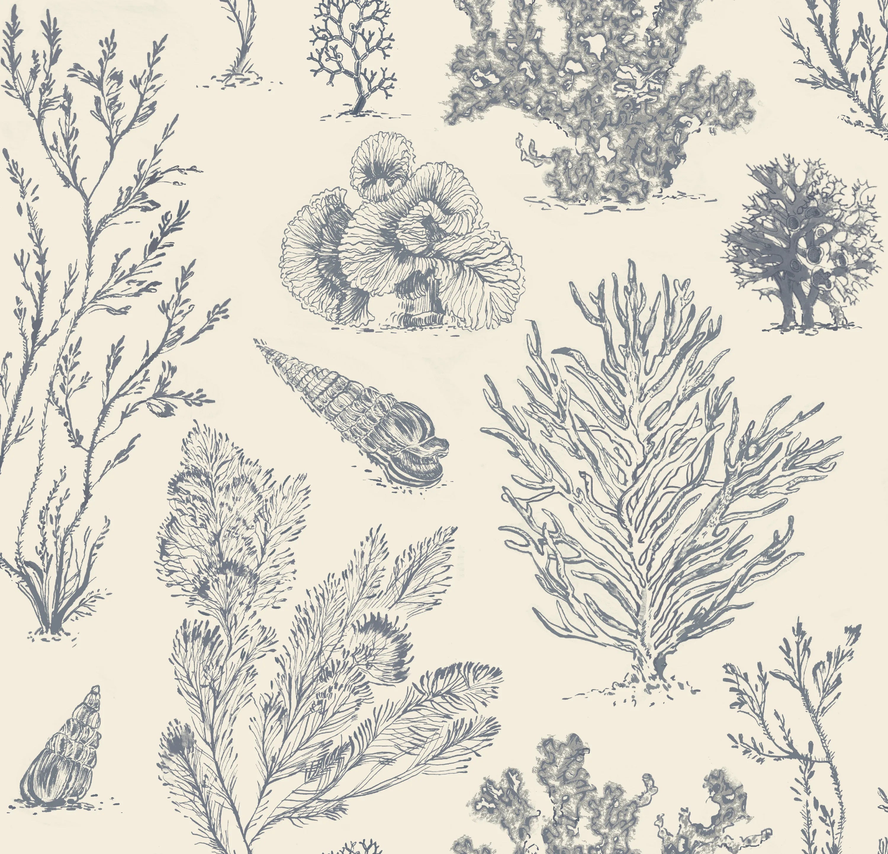 Coral Etchings - CHARCOAL