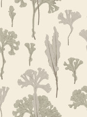 Sea Cabbage - ANTIQUE WHITE