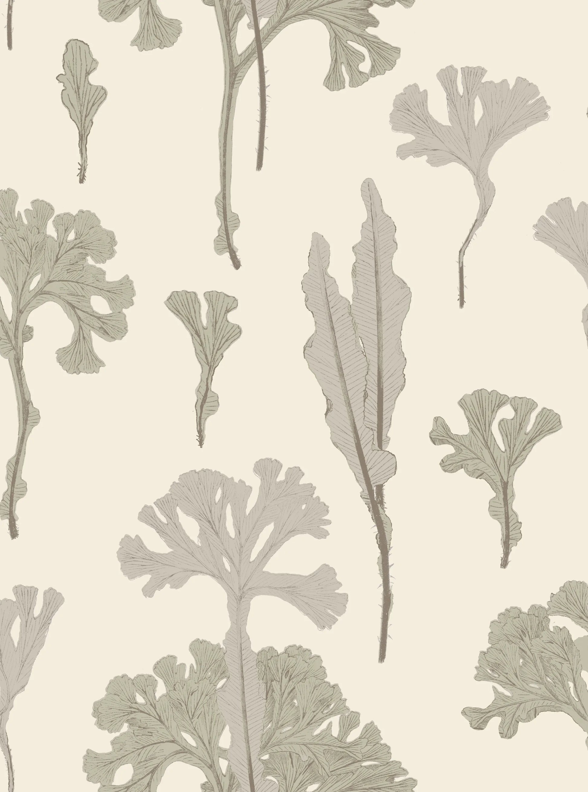 Sea Cabbage - ANTIQUE WHITE