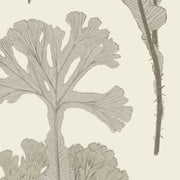 Sea Cabbage - Antique White