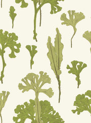 Sea Cabbage - KHAKI