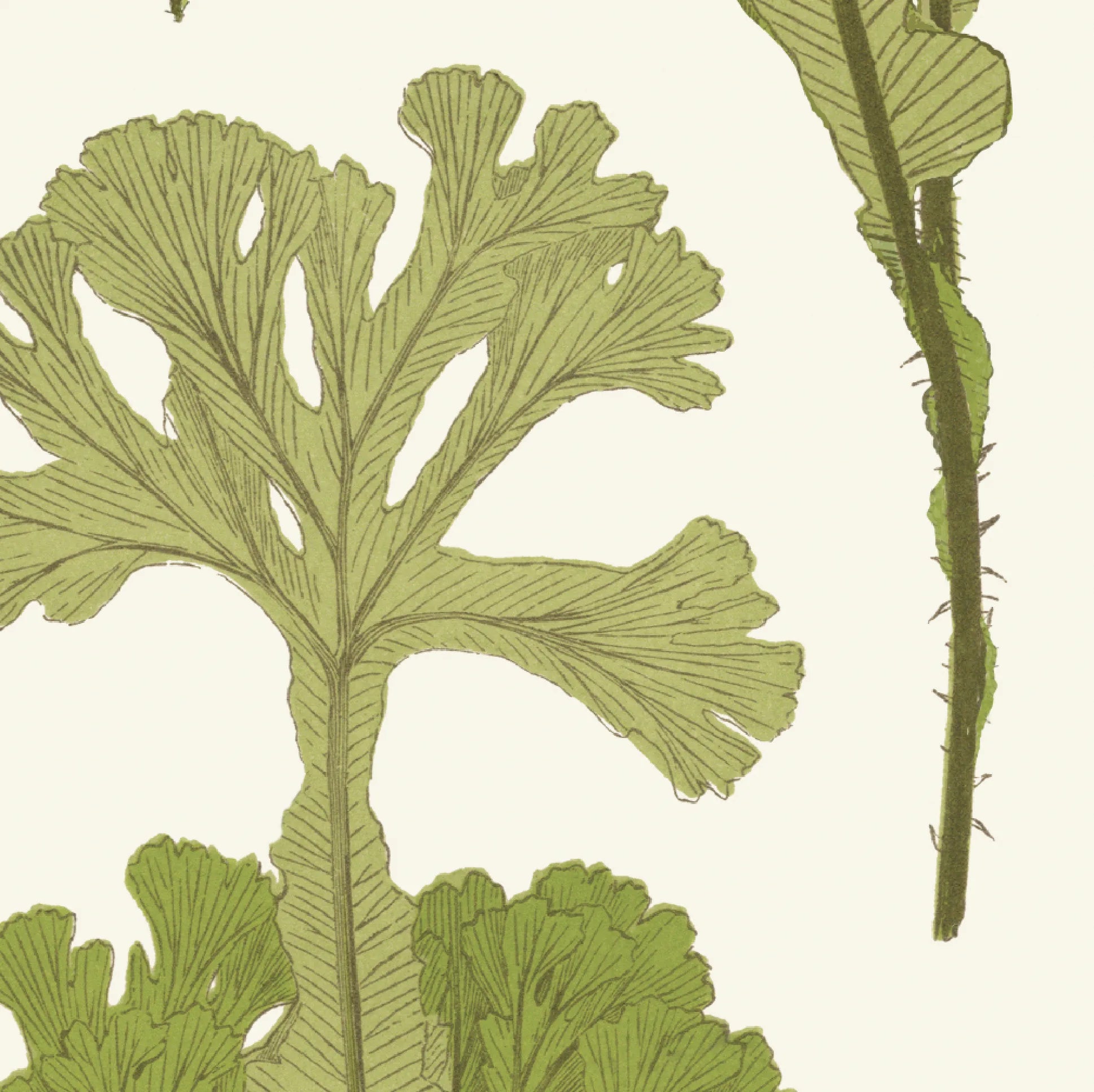 Sea Cabbage - Khaki